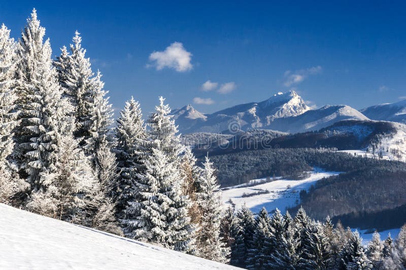 Snowy landscape