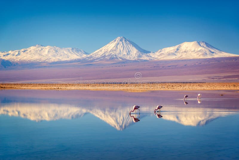 Snowy Licancabur volcano in Andes montains reflecting in the wate of Laguna Chaxa with Andean flamingos, Atacama salar Chile
