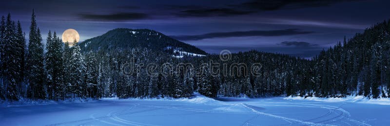 Snowy meadow in winter spruce forest at night