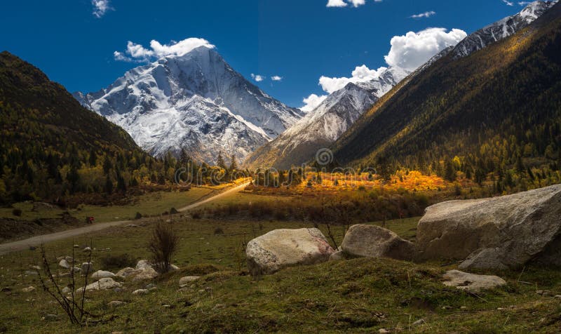 Snowy mountain leaves in the dense environment