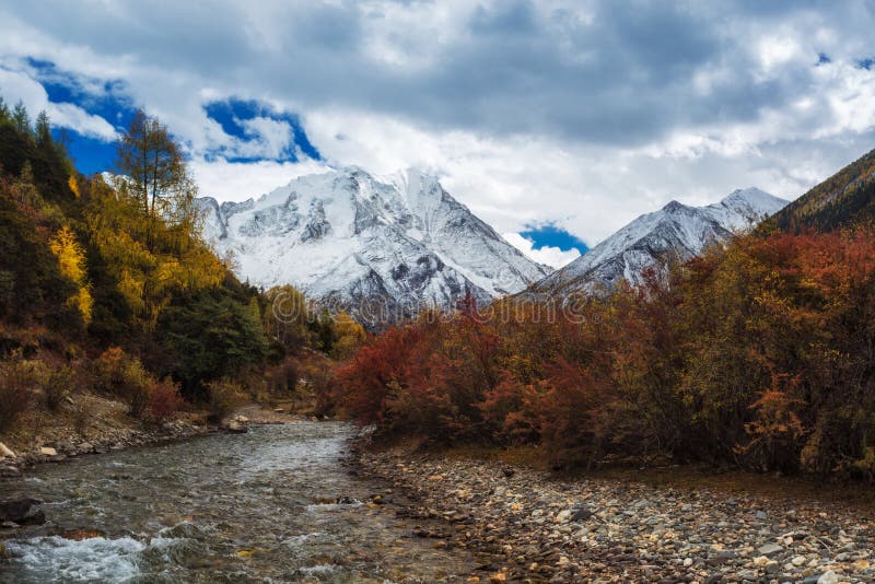 Snowy mountain leaves in the dense environment