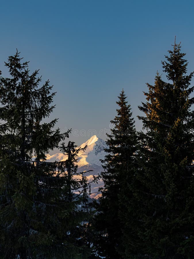 Zasnežený vrchol hory za borovicami počas zlatej hodiny západu slnka