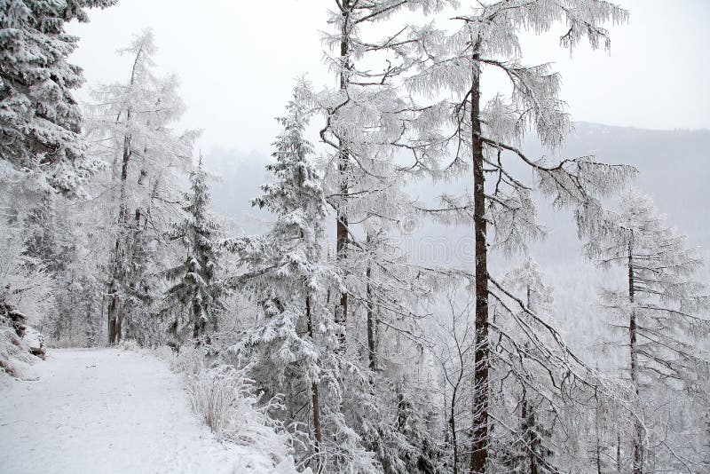 Snowy nature in High Tatras, Slovakia