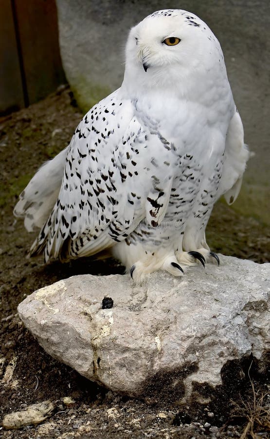 Snowy owl 1