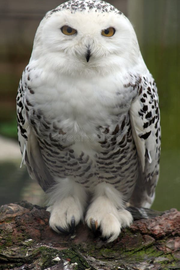 Snowy Owl