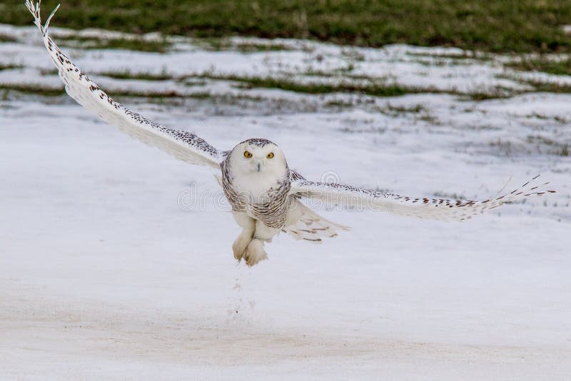 Snowy Owl stock images Snowy Owl stock images