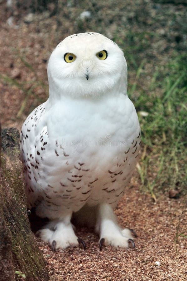 Snowy owl stock image. Image of portrait, bill, great - 32703297