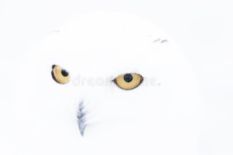 Snowy owl,Bubo scandiacus, close up portrait with eye and feather detail plus blurred snow background. winter scotland stock photo Snowy owl,Bubo scandiacus, close up portrait with eye and feather detail plus blurred snow background. winter scotland stock photo