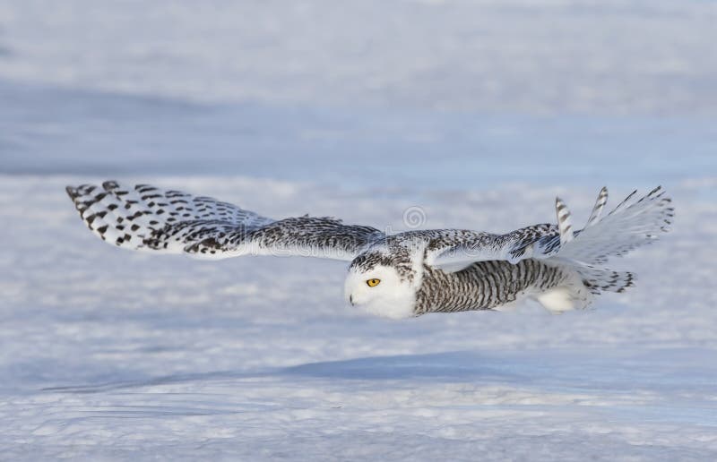 Snowy owl with prey stock image. Image of eyes, white - 15558647