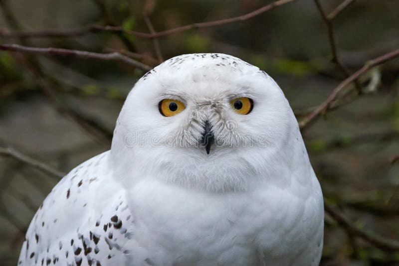 Snowy owl bubo scandiacus stock image. Image of wild - 91488639