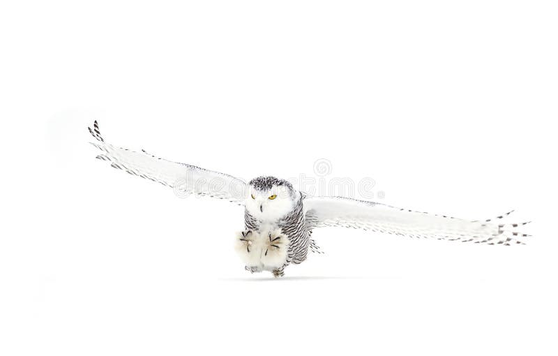 EMPC130 Dollhouse Miniature White Snowy Owl 