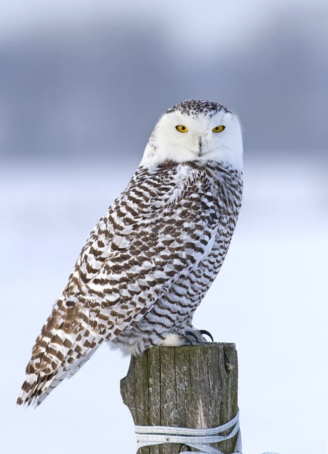 A Snowy Owl Bubo Scandiacus Isolated On Blue Background Perched On A ...