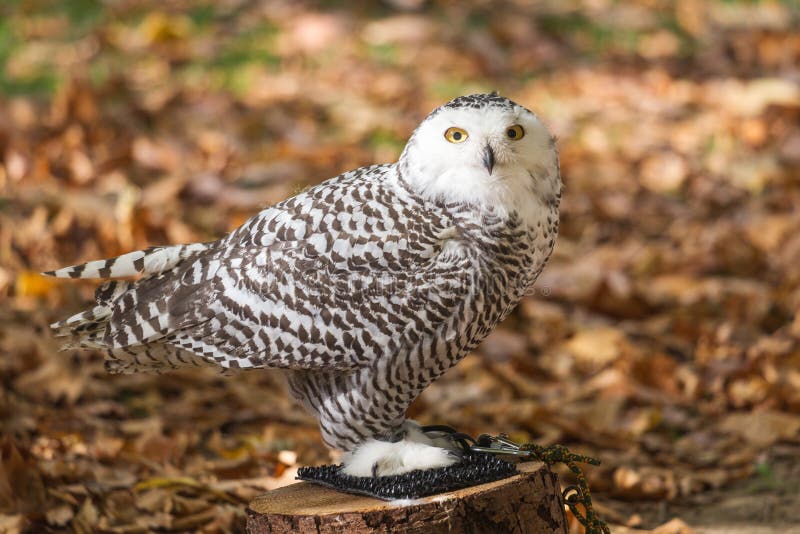 The Snowy Owl, Bubo Scandiacus Stock Image - Image of feathers, motion ...