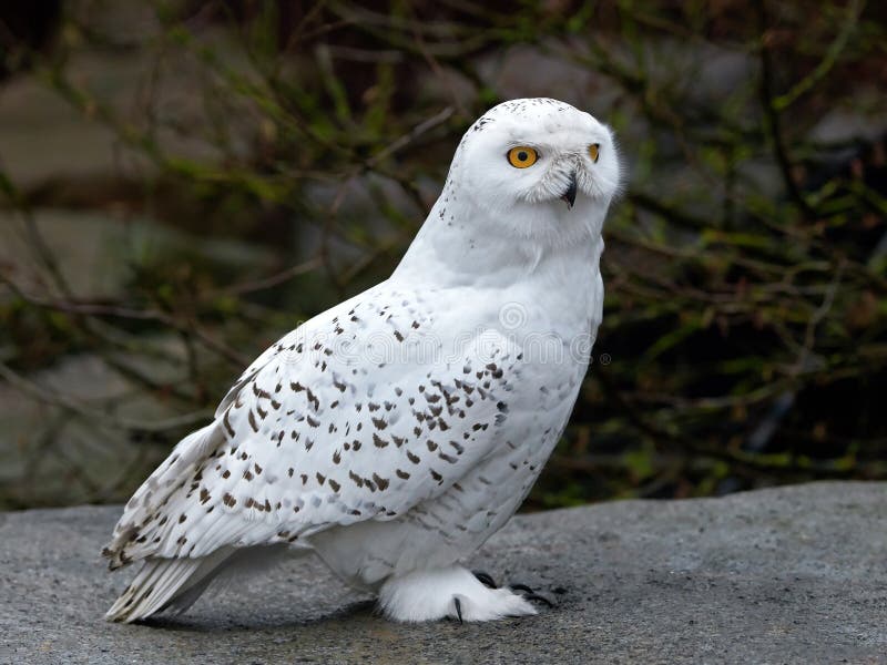 Snowy Owl (bubo Scandiacus) Stock Photo - Image of wild, wildlife: 66258366