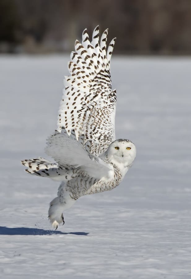 A Snowy Owl Bubo Scandiacus Taking Off in Flight Hunting Over a Snow ...