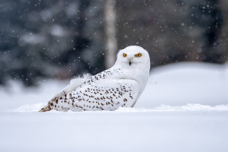 Snowy owl, Bubo scandiacus in winter