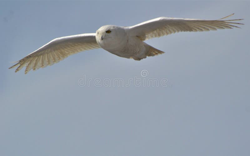 Snowy owl in flight for food mice stock images Snowy owl in flight for food mice stock images