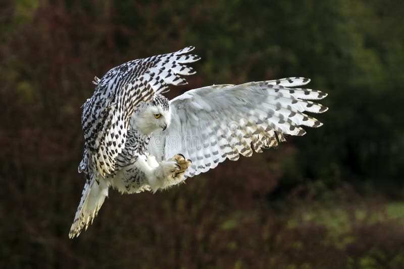 Snowy Owl in flight royalty free stock image
