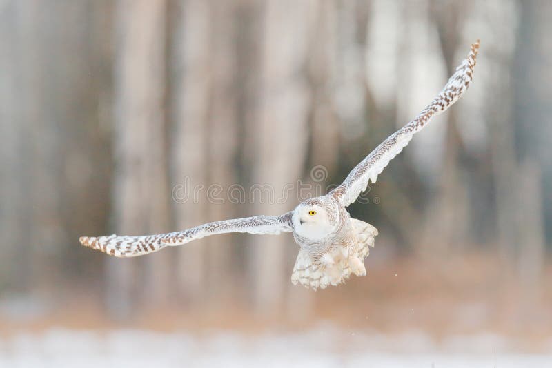 Snowy owl fly, birch tree forest in background. Snowy owl, Nyctea scandiaca, rare bird flying on the sky, winter action scene with