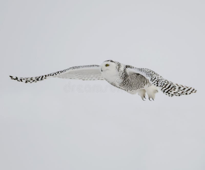 151 Owl Swooping Stock Photos - Free & Royalty-Free Stock 151 Owl Swooping Stock Photos - Free & Royalty-Free Stock