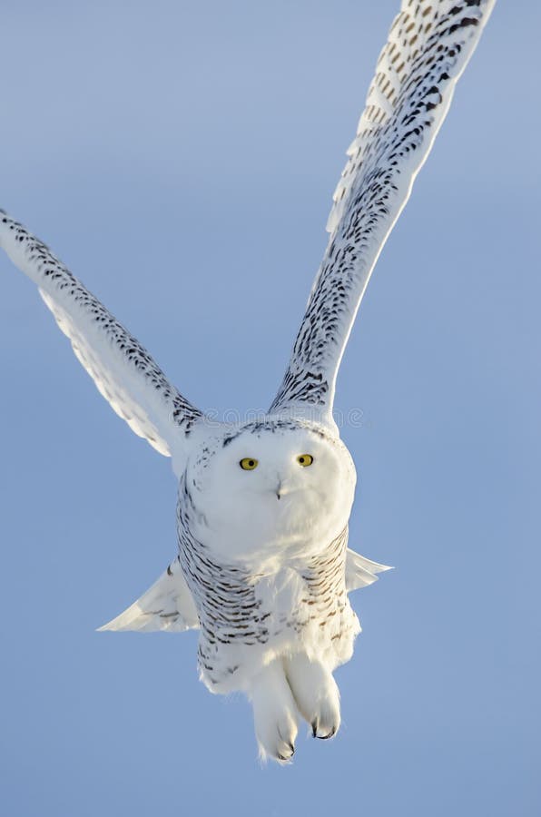 Snowy Owl Flying stock photo. Image of intense, eyes - 28126602