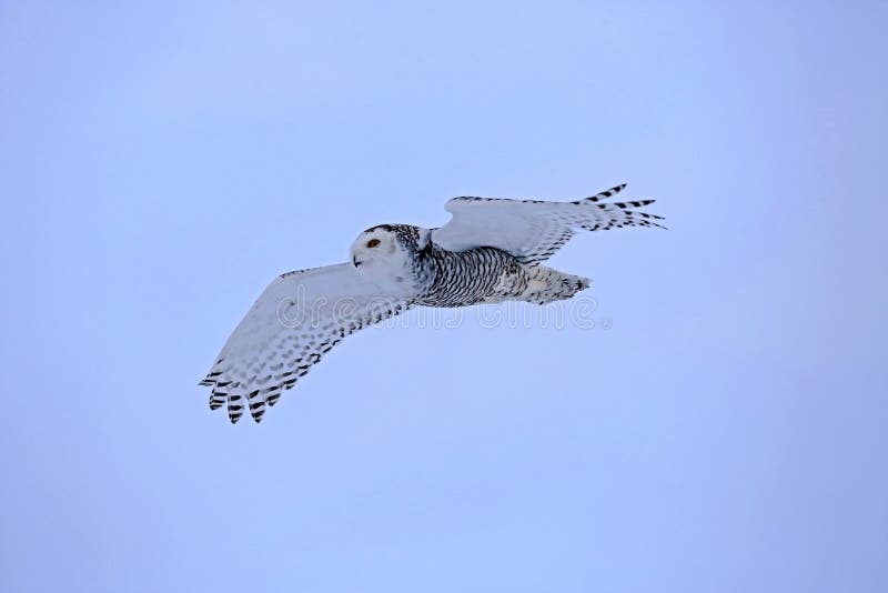 Snowy Owl Flying in Blue Sky Stock Photo - Image of arctic, beautiful ...