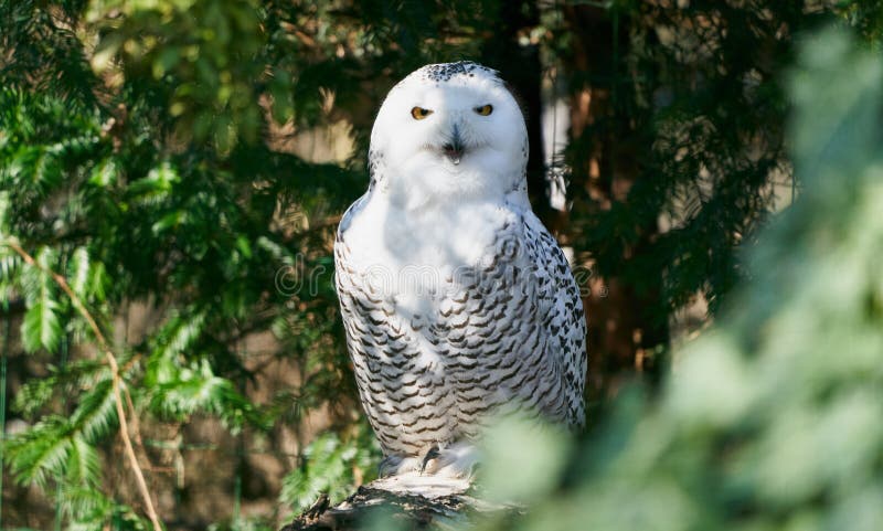 Snowy owl in the forest stock photo. Image of forest - 142843920