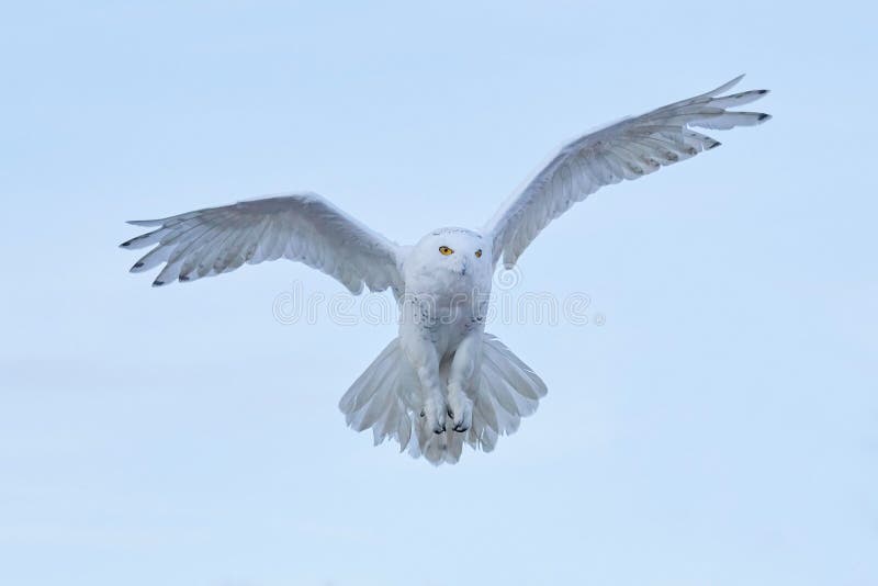 Snowy owl, Nyctea scandiaca, rare bird flying on the sky, winter action scene with open wings, Greenland royalty free stock photos Snowy owl, Nyctea scandiaca, rare bird flying on the sky, winter action scene with open wings, Greenland royalty free stock photos