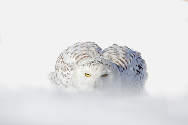 Snowy owl, Nyctea scandiaca, white rare bird with yellow eyes sitting on the snow during cold winter, snowy storm with snowflake