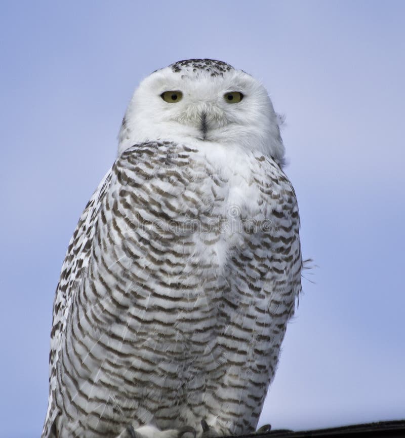 Snowy Owl stock photo. Image of yellow, feathers, beak - 51747208