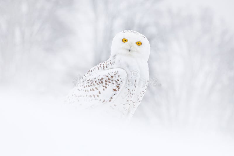 Snowy owl sitting on the snow in the habitat. Cold winter with white bird. Wildlife scene from nature, Manitoba, Canada. Owl on