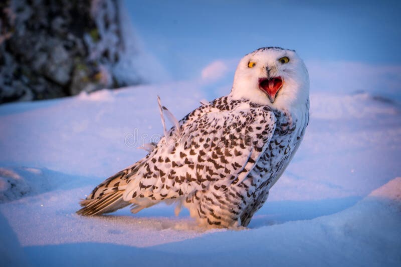 Snowy Owl in Winter on Snow Stock Photo Image of outdoor, snowy
