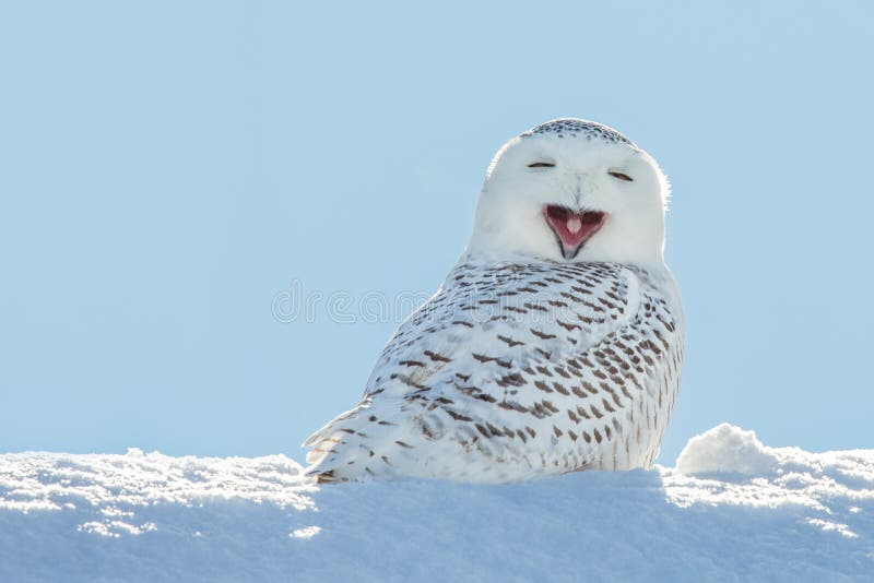 Nevado búho bostezando, cual hace eso mirar cómo su sonriente.