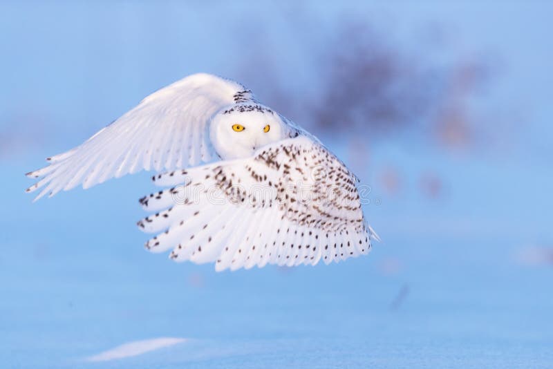 Snowy Owl and Yellow Eyes stock photo. Image of golden - 105904534
