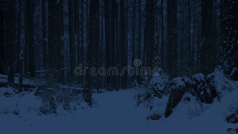 Snowy Path genom skogen i mörka
