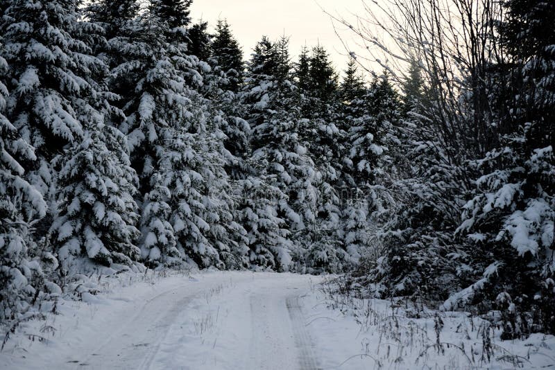 Snowy Path in the Maine North Woods Stock Image Image of north, woods