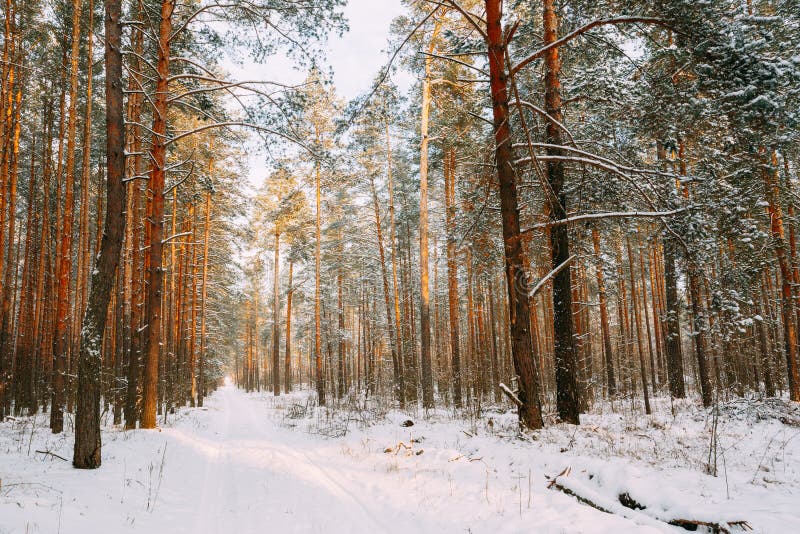 Snowy Path, Road, Way Or Pathway In Winter Forest