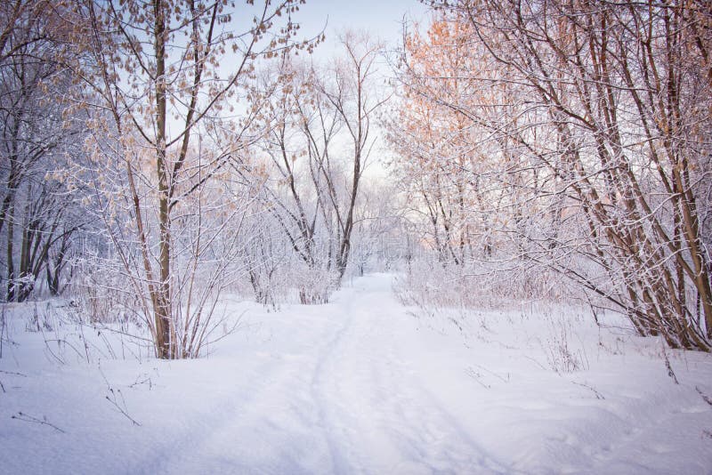 Snowy Path through the Trees Stock Image - Image of path, natural: 78281029