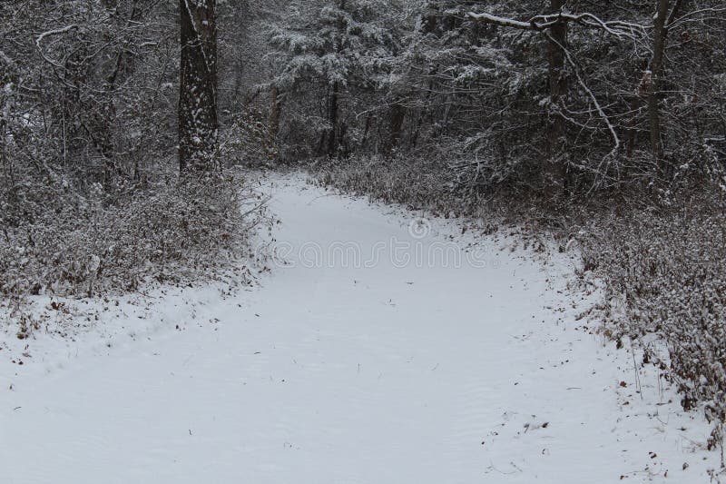 Snowy Path in the Woods of Oklahoma royaltyfri fotografi