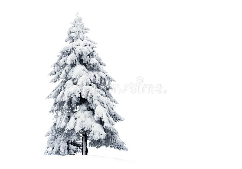 Snowy Pine Picture. Image: 11122491