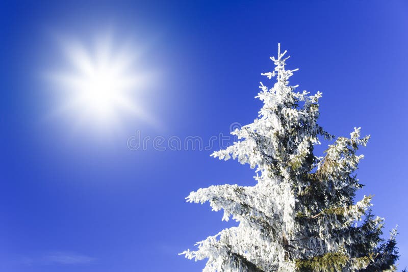 Snowy pine with sun
