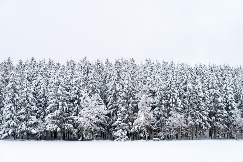 Snowy Pine Trees With Bench On A Winter Landscape Stock Image Image
