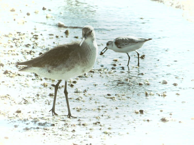 Snowy Plover Protected Species of Florida Stock Image Image of birds