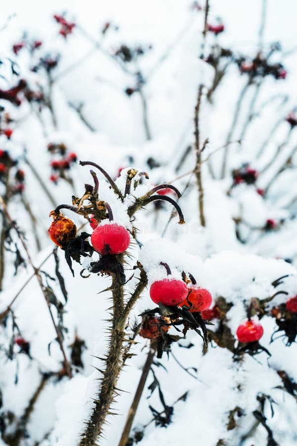 Snowy Red Berries of Wild Rose Bush Stock Photo Image of snowy, winter 67084328
