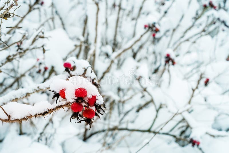 Snowy Red Berries Of Wild Rose Bush Stock Image Image of snowy, thorn 67413879