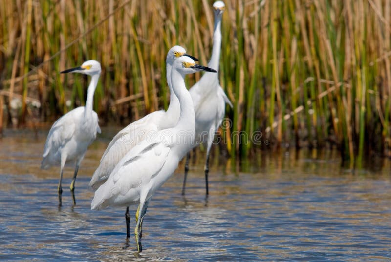 Photograph of a group of Snowy Egrets feeding in a tidal marsh. Photograph of a group of Snowy Egrets feeding in a tidal marsh.