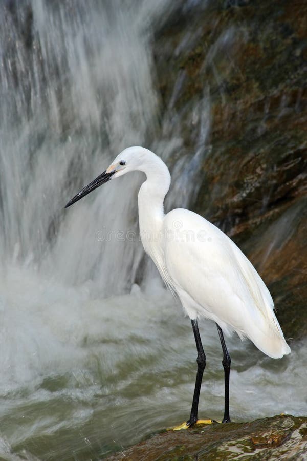 Snowy-Reiher, Egretta thula, weißer Reihervogel im Steinfelsenwasserfall, Indien lizenzfreies stockfoto Snowy-Reiher, Egretta thula, weißer Reihervogel im Steinfelsenwasserfall, Indien lizenzfreies stockfoto