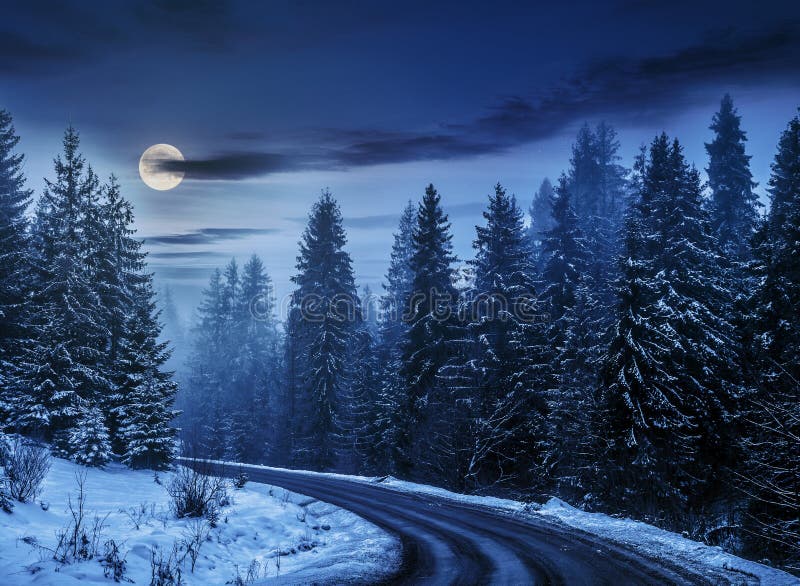 Snowy road through spruce forest at night