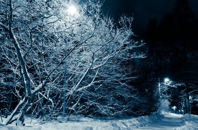 Snowy road and trees at night