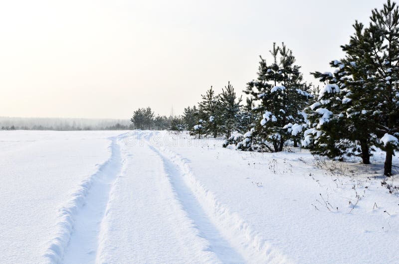 Snowy Road w Zimowym Lesie Wspaniały krajobraz zimowy Śnieżna ścieżka między drzewami w dzikim lesie w śniegu obrazy stock Snowy Road w Zimowym Lesie Wspaniały krajobraz zimowy Śnieżna ścieżka między drzewami w dzikim lesie w śniegu obrazy stock